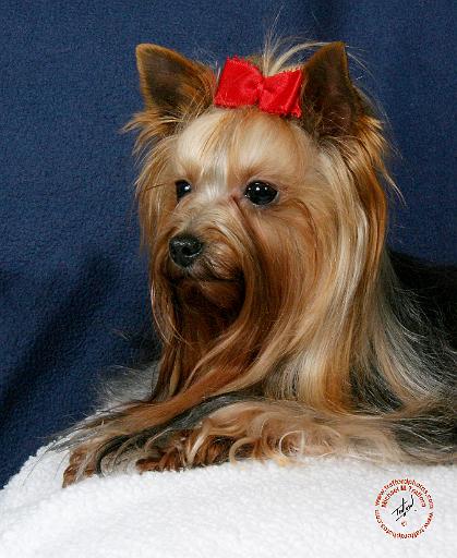 Yorkshire Terrier 9Y110D-065.JPG